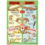 2501-3022)赤木かん子ポスター 爬虫類A1ポスター「カナヘビとトカゲの