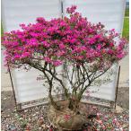 久留米ツツジ 裾濃ノ糸 約1.4m 株立ち 現品発送 豪華株 特大株 植木苗木大苗 紫花 スソゴノイト 裾濃乃糸 送料無料 /【Buyee】