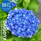 西洋アジサイ（ハイドランジア） マリンブルー 5号鉢 開花品 栽培方法