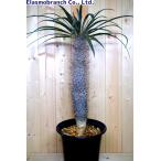 【現品】パキポディウム　ゲアイー　亜阿相界　6号　F8番 パキポディウム・ゲアイー（Pachypodium geayi） 亜阿相界（ああ