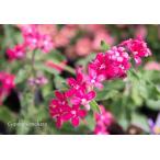 garden-konohana_oxypetalum-