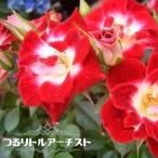 バラ苗つるリトルアーチスト大苗つるバラ四季咲き赤色バラ苗つるばら