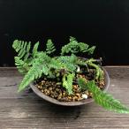 hekizanen_yoseuekokedama-s