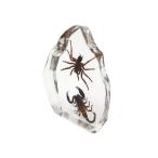 konchu-hyouhon_vf0010