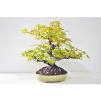 ※盆栽山モミジ/大品盆栽/太くて質感のある極太幹と小葉 楽天市場】盆栽 山もみじ 現品お届け 一点もの 樹齢40年 曲幹 太