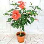 rose-factory_17062002