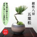 wabi-sabi_100412ab