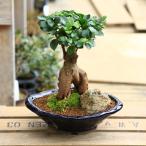y-bonsai_1531