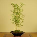 y-bonsai_y4126