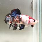 yaidu-betta_0810006