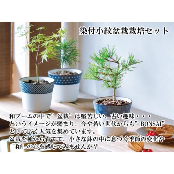 栽培キット染付小紋盆栽栽培セット盆栽ミニ盆栽黒松くろまつ赤松