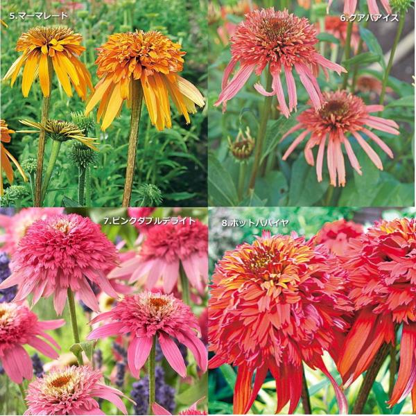 【世界限定18本】希少　スティピュラ 　エトルリア  八角形エボナイト軸 世界限定18本】希少スティピュラ エトルリア 八角形エボナイト軸