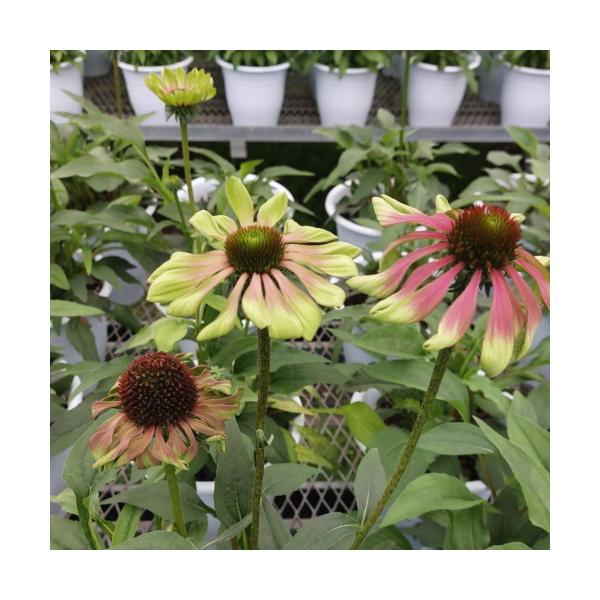 エキナセアページ‼️ エキナセア 『グリーンツイスター』 | すべての商品 | | Junk