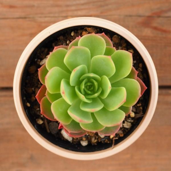 多肉植物 グリーンローズ エケベリア属 2.5号 7.5cmポット /【Buyee