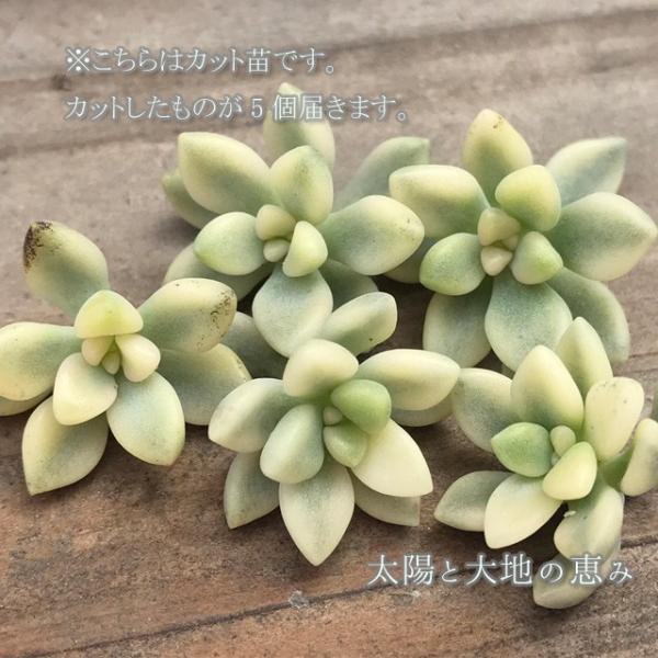 多肉植物 姫秀麗錦 斑入り グラプトペタルム属 /【Buyee】