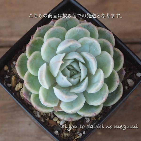 多肉植物 メキシカンスノーボール 抜き苗 エケベリア属 韓国苗