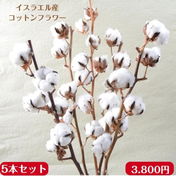 ドライフラワー コットンフラワー 綿の木 5本束 送料無料 あす着対応