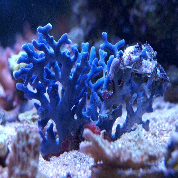 珍しい 青サンゴ 珊瑚 コーラル 丸ビーズ 14mm 1粒売り パワーストーン