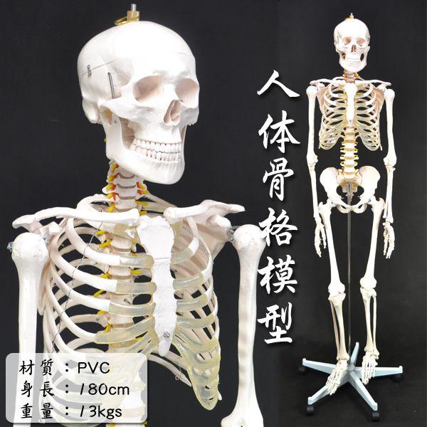 骨格模型 人体模型 等身大 整体 ヒューマンスカル 人体骨格模型 