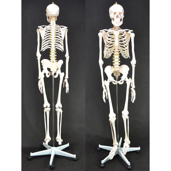 骨格模型 人体模型 等身大 整体 ヒューマンスカル 人体骨格模型 