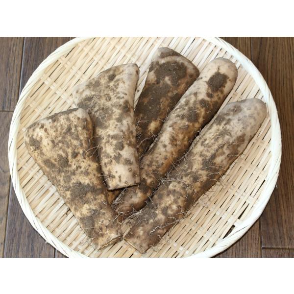 やまいもページ 大和芋 泥付き 12キロ（4キロ箱✕3） 群馬県尾島産 | 野菜
