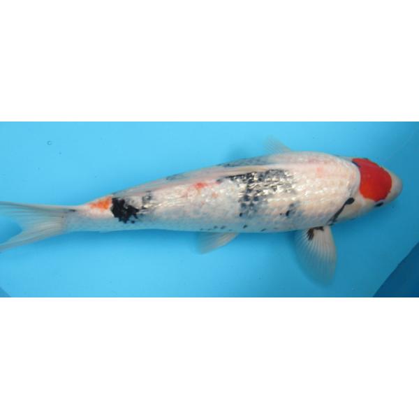錦鯉 No01 昭和三色 令和5年産 59cm 錦鯉（錦鯉 鯉 販売 通販