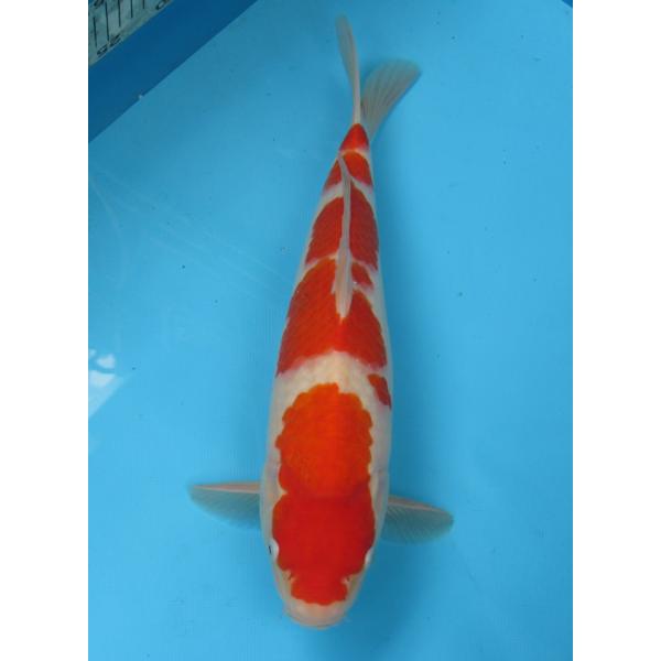 錦鯉 大正三色 36センチ