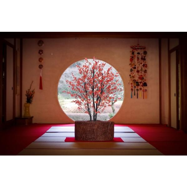 梅の木 庭木：梅の木（立ち梅）（紅梅）桃色 5本再入荷* 樹高：約