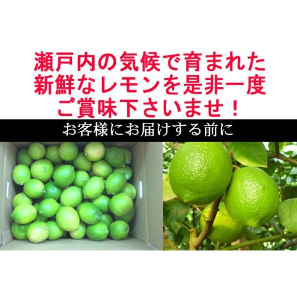 国産瀬戸田レモン10kg前後 （国産瀬戸田レモン10kg前後 ラスト2）
