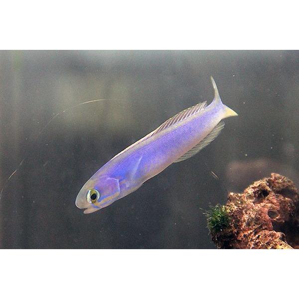 タマムシサンゴアマダイ-約8-9cm：トリートメント済・状態良好