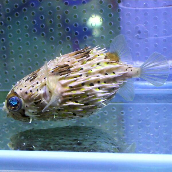 ハリセンボン 7-9cm± !海水魚 フグ 15時までのご注文で当日発送