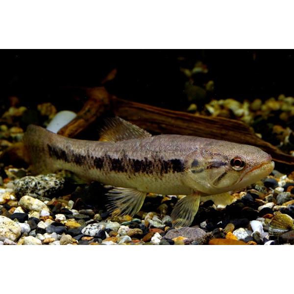 タライーラ(タイガーホーリー)