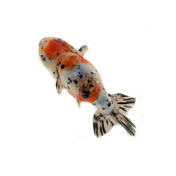 金魚】【一点物】志村養魚場 江戸錦 親 1番目【生体】 /【Buyee】 Buyee - Japanese Proxy Service | Buy  from Japan!