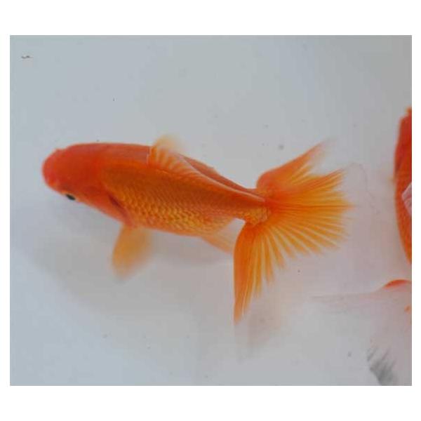 土佐錦魚（トサキン） （約4〜5cm) [生体] /【Buyee】