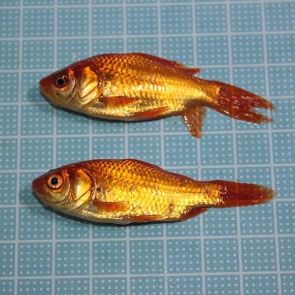 えさ用金魚 姉金 ３０匹 （エサ金魚・メダカ・生餌） /【Buyee】 Buyee - Japanese Proxy Service | Buy  from Japan!