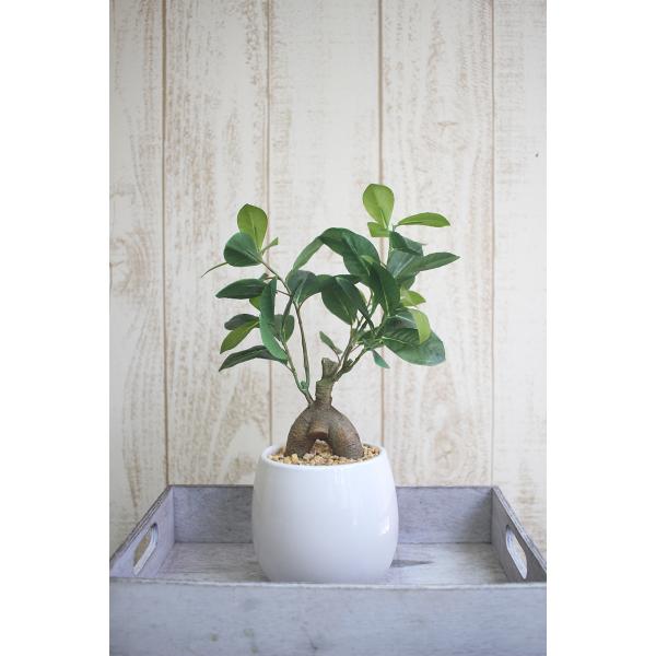 ガジュマル27 ガジュマル 上作株【27】 | PROTOLEAF プロトリーフ