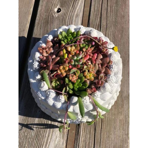 2023年 10月 10日（火）PM 1Dayレッスン「 多肉植物のケーキ