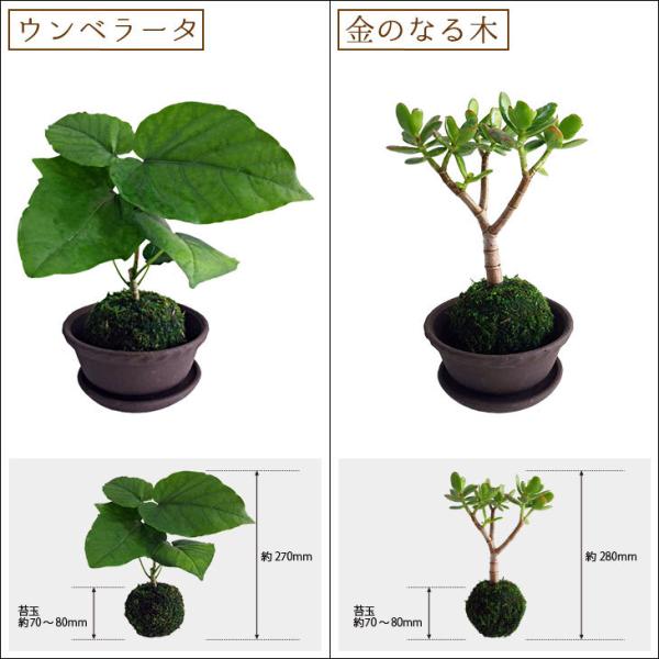 選べる8種類 ミニ観葉植物 ガジュマル サンスベリア アイビー パキラ ウンベラータ 金のなる木 多肉植物 苔玉 常滑焼 /【Buyee】 Buyee  Japanese Proxy Service Buy from Japan!