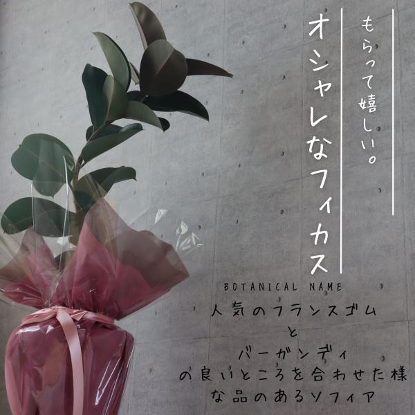 フィカス ソフィア 曲がり 仕立て 7号 ゴムの木 お祝い ギフト 開店