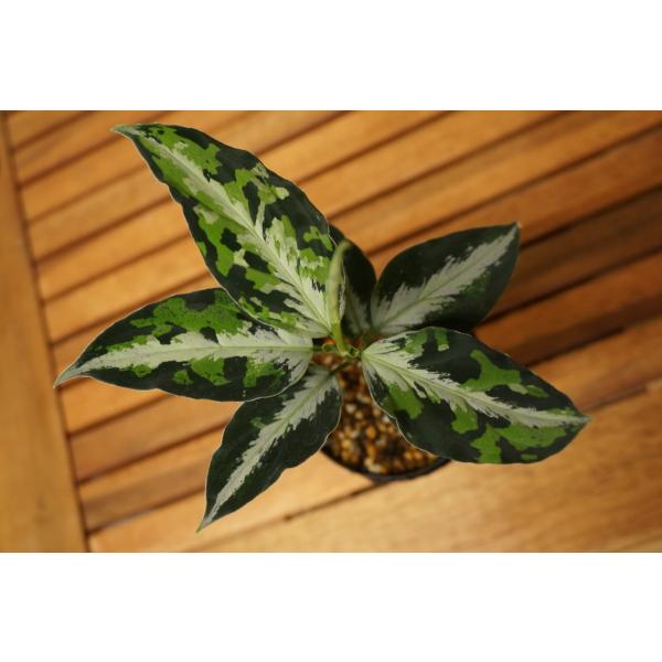 Aglaonema pictum “Laplace” UC from Sibolga timur ［AZ0213-5c］ /【Buyee】