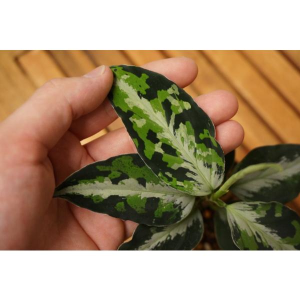 Aglaonema pictum “Laplace” UC from Sibolga timur ［AZ0213-5c］ /【Buyee】