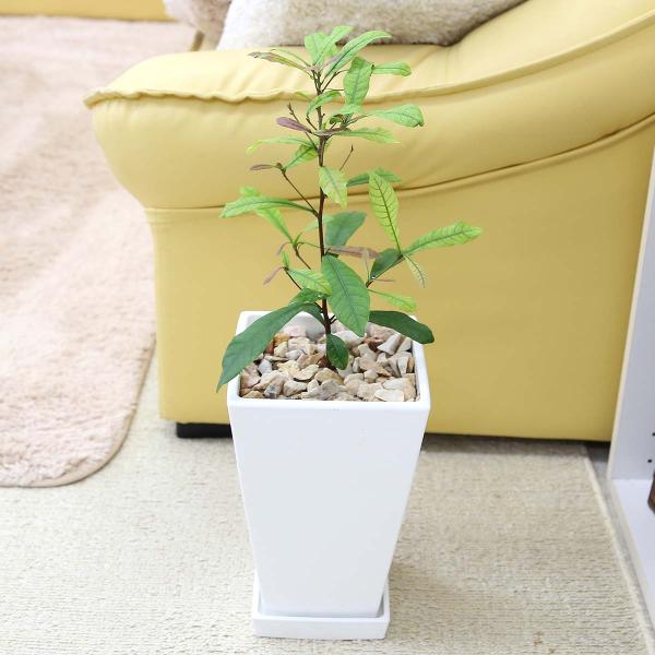 観葉植物 珍しい ミラクルフルーツ 7号 ホワイトプラスチック鉢＋鉢皿