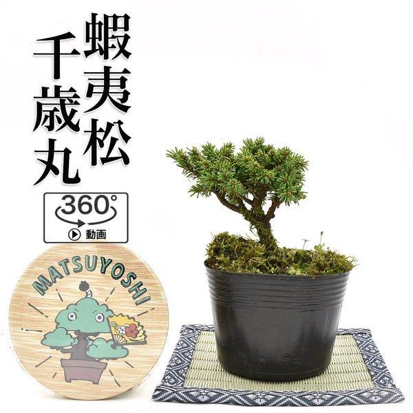 盆栽 八房蝦夷松(千歳丸) Amazon.co.jp: 盆栽 ミニ盆栽 蝦夷松千歳丸（えぞまつ） ミニ