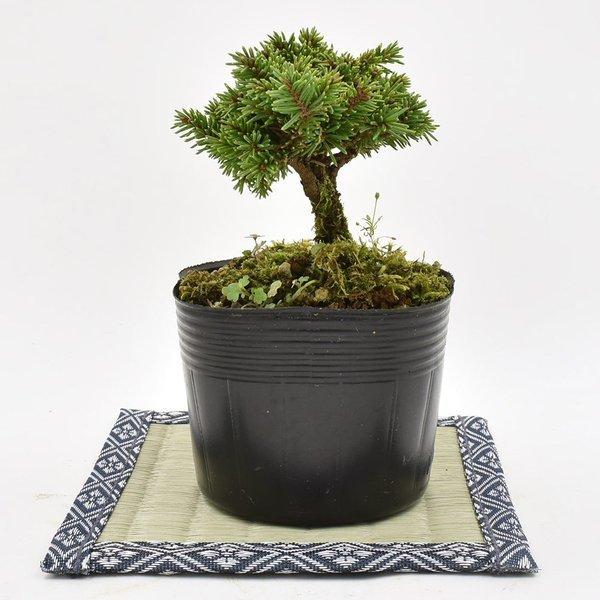 盆栽 ミニ盆栽 蝦夷松千歳丸（えぞまつ） ミニ盆栽 エゾマツ bonsai