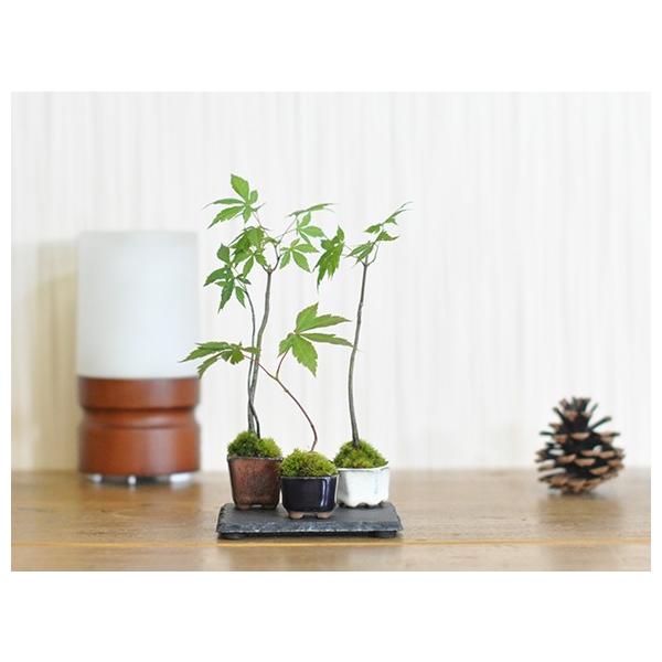 盆栽鉢　植木鉢　豆鉢　3点セット 盆栽鉢 1号 豆鉢 6点セット 3cm 盆栽 陶器 小さい 極小 器 小品