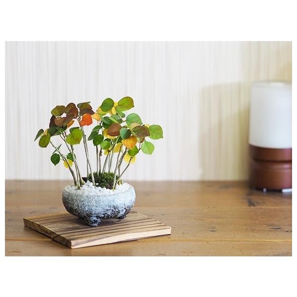 ハマボウの寄せ植え盆栽 ハマボウの寄せ植え｜盆栽妙 – 盆栽妙 本店