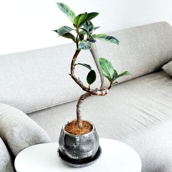 観葉植物 フィカスジン約18cm×18cm×40cm ※装飾・陶器鉢付き /【Buyee