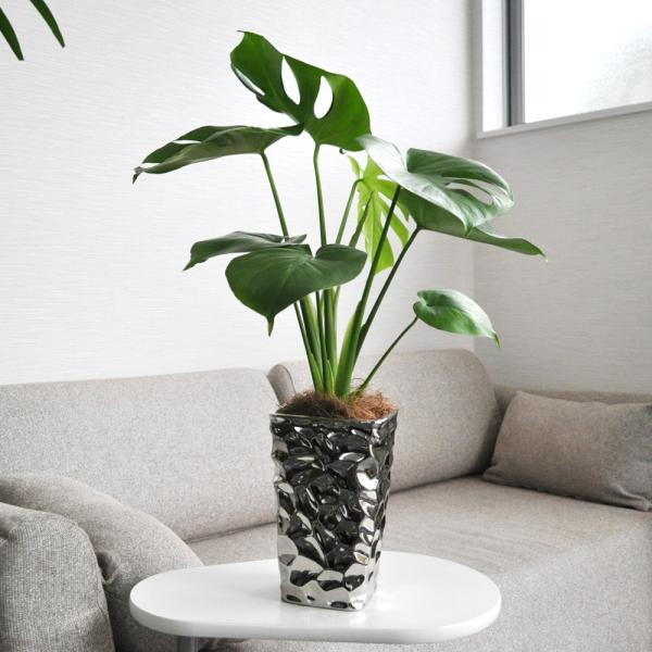 観葉植物 モンステラ 約14cm×14cm×72cm ※陶器鉢(穴無し)、装飾
