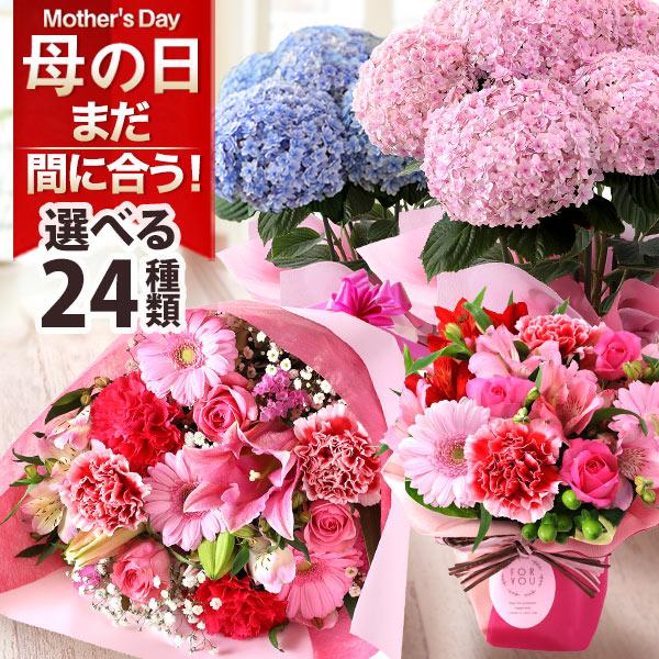 母の日 2023 プレゼント 花 ギフト 鉢植え アジサイ 寄せ鉢 アレンジ 花束 アレンジメント バラ ユリ カーネーション イベントギフトA /【Buyee】 Buyee Japanese Proxy Service Buy from Japan! bot-online 母の日 プレゼント 花束 80代 70代 2023 花アレンジ ギフト カーネーション