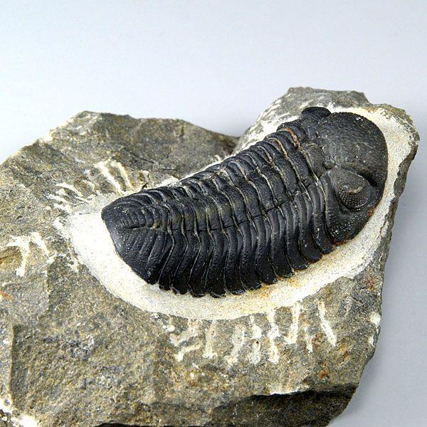 公式】 リードプス [PH97] 三葉虫 化石 ファコプス その他 - www 